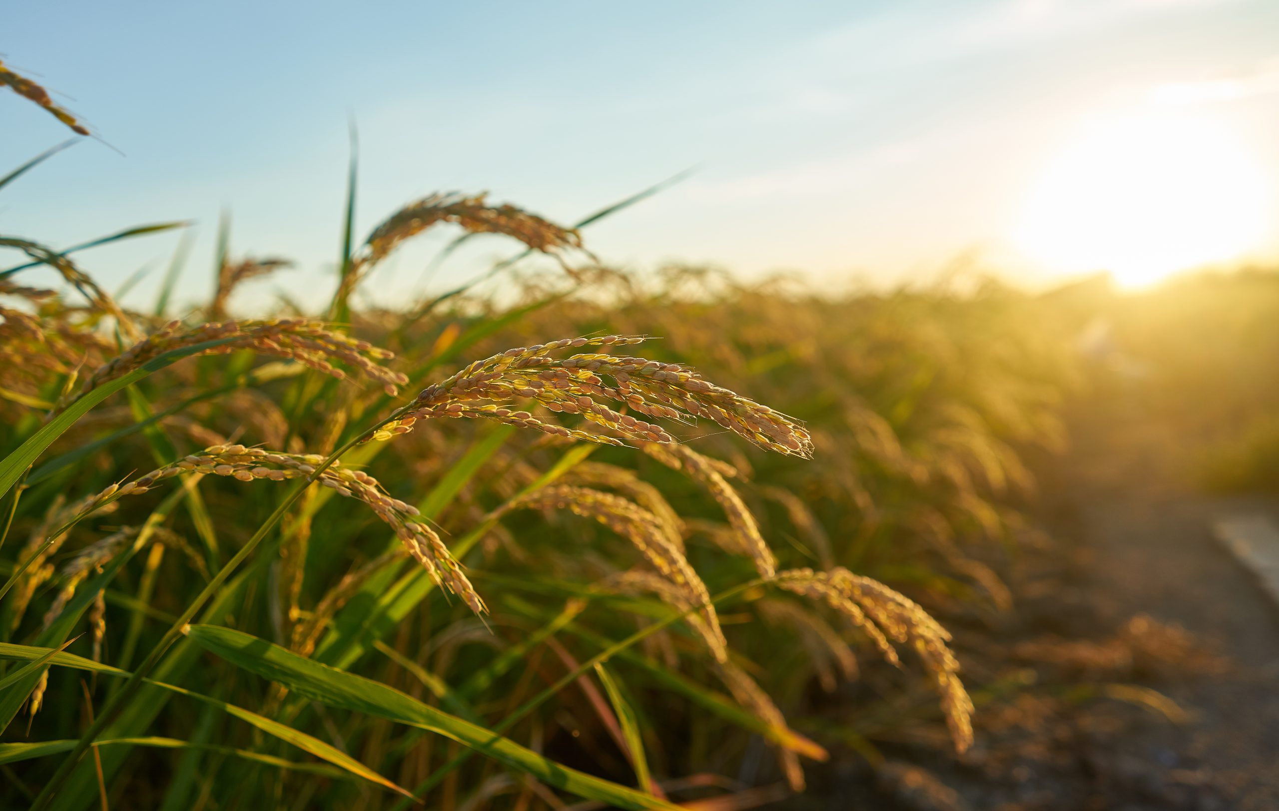 Paddy-Field-scaled.jpg