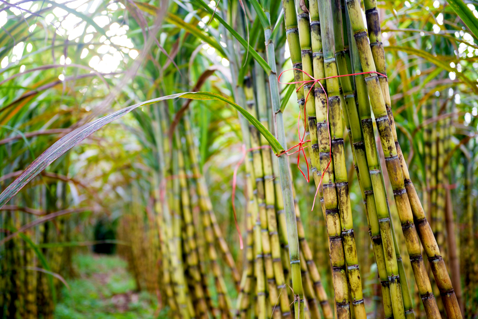 Sugarcane.jpeg