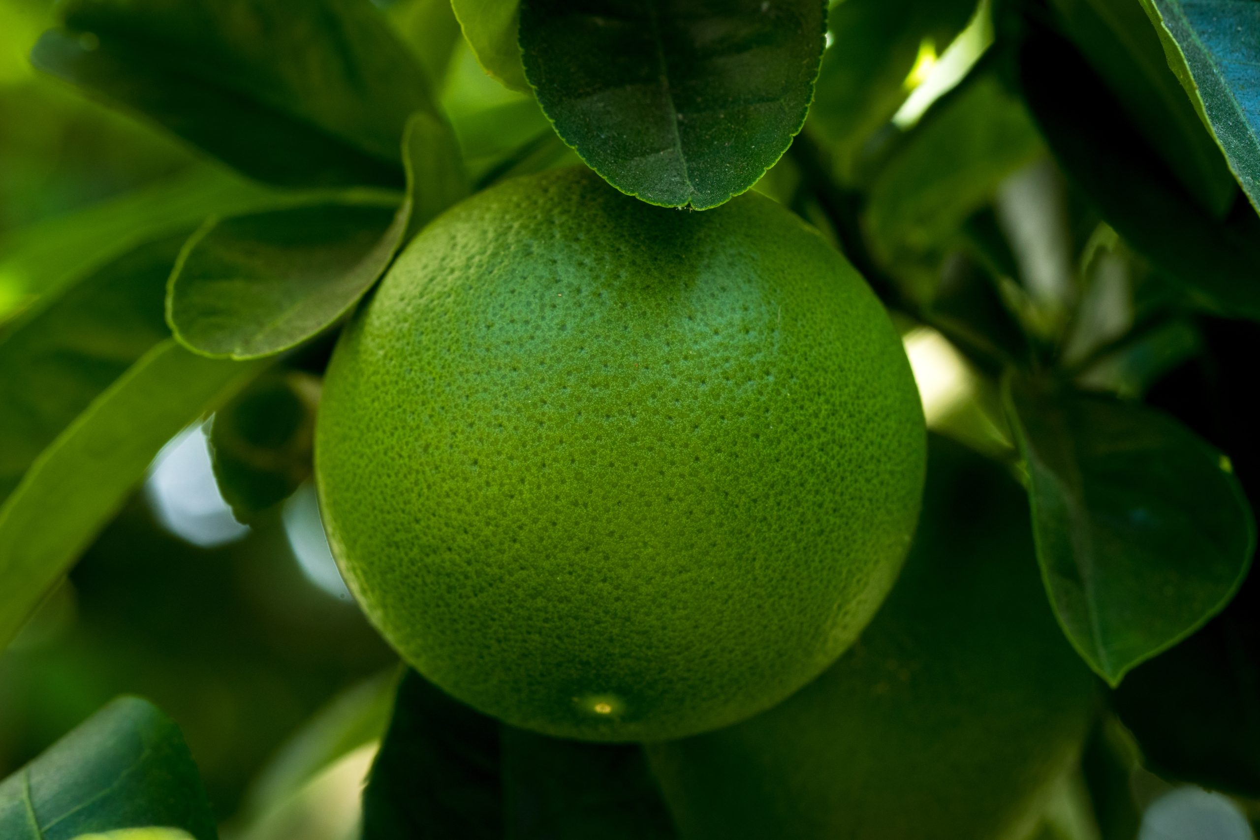 green-waterdew-fruit-scaled.jpg